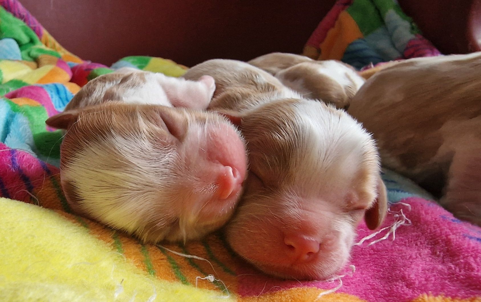 Cavalier King Charles Spaniel FCI