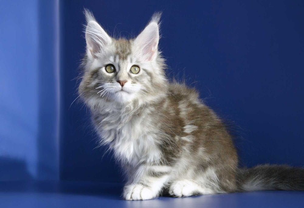 Мейн кун . Девочка 2 мес.