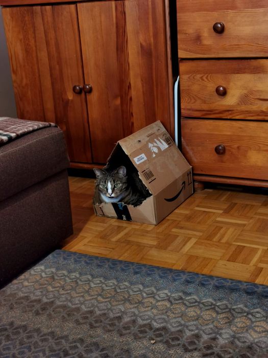 Trzy kociaki do oddania przed zimą