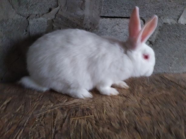 Продам кролики порода термонська біла