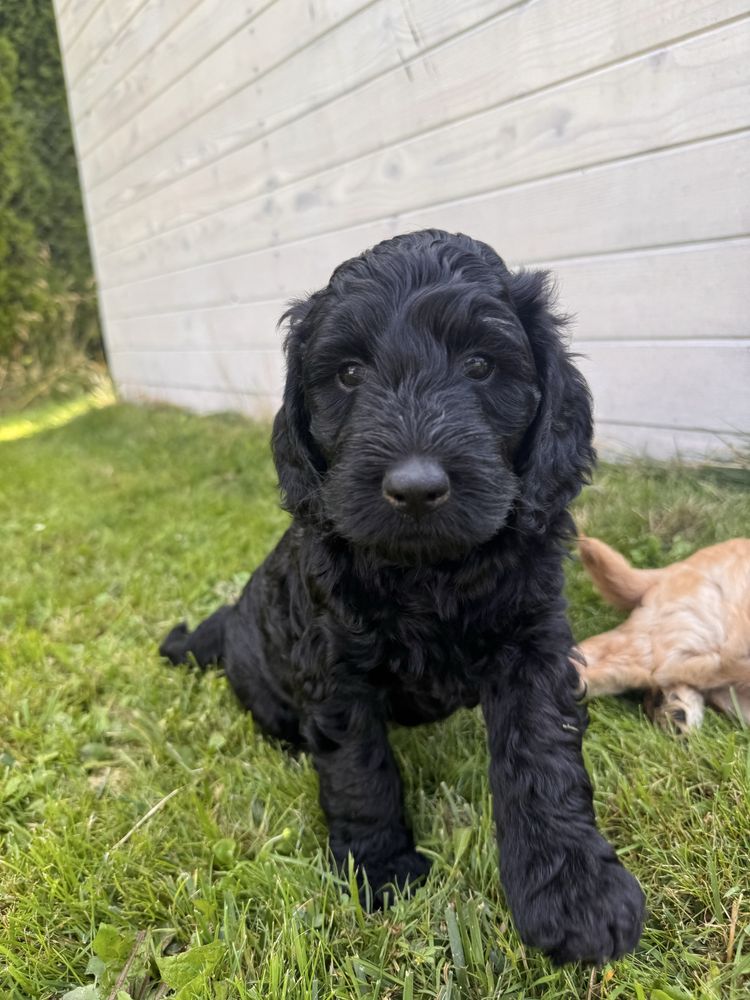 Golden Doodle f1 b