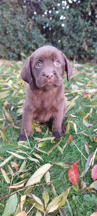 Labrador Retriever sunia czekoladowa -FCI