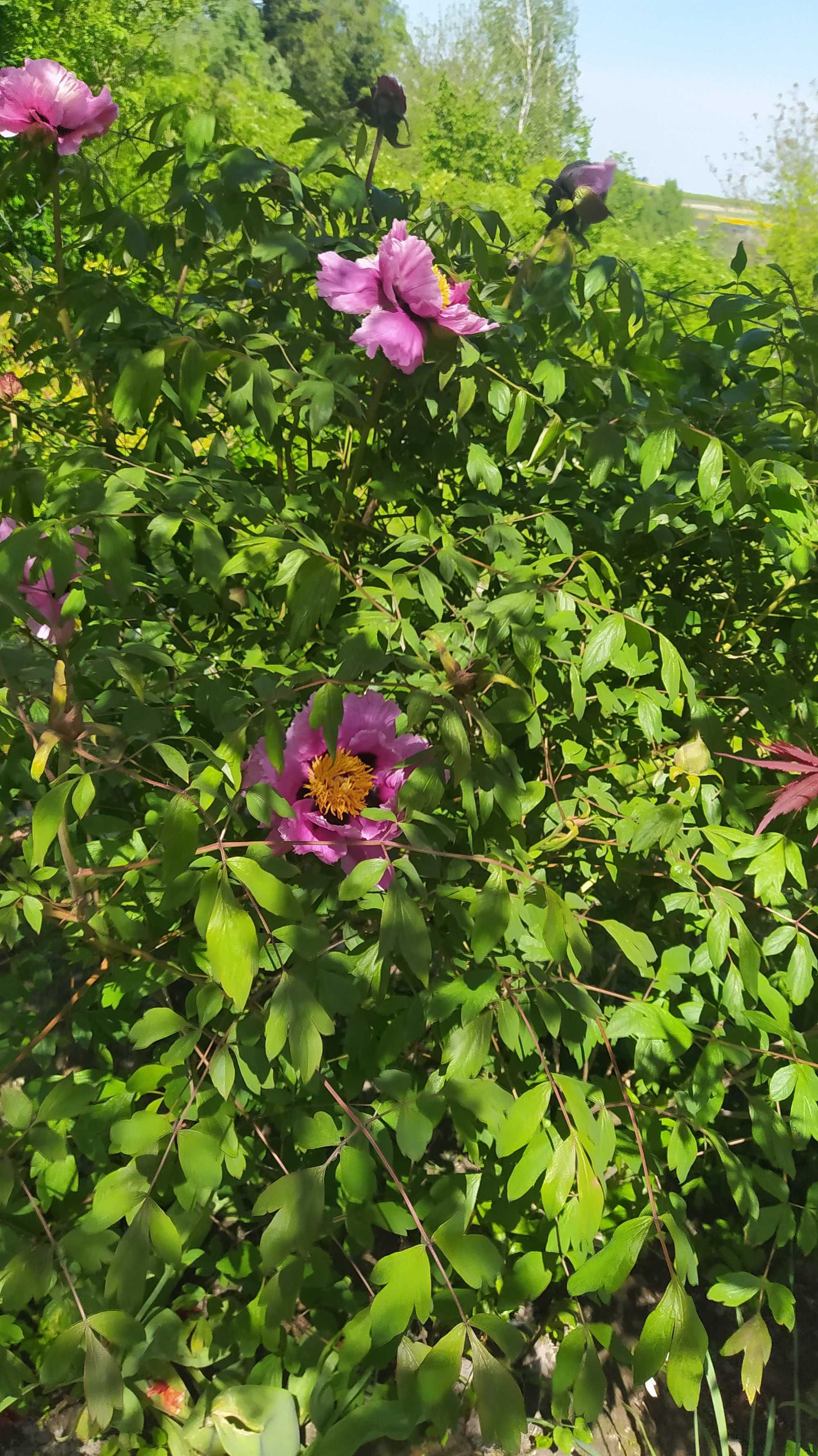 Piwonia Suffruticosa drzewiasta krzewiasta