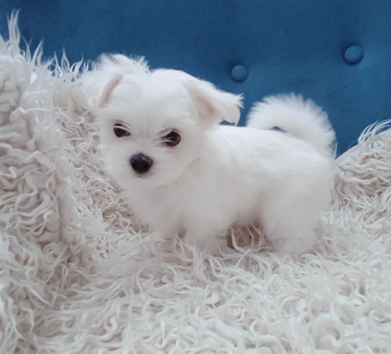 Piesek xxs maltańczyk * rodowód*czip