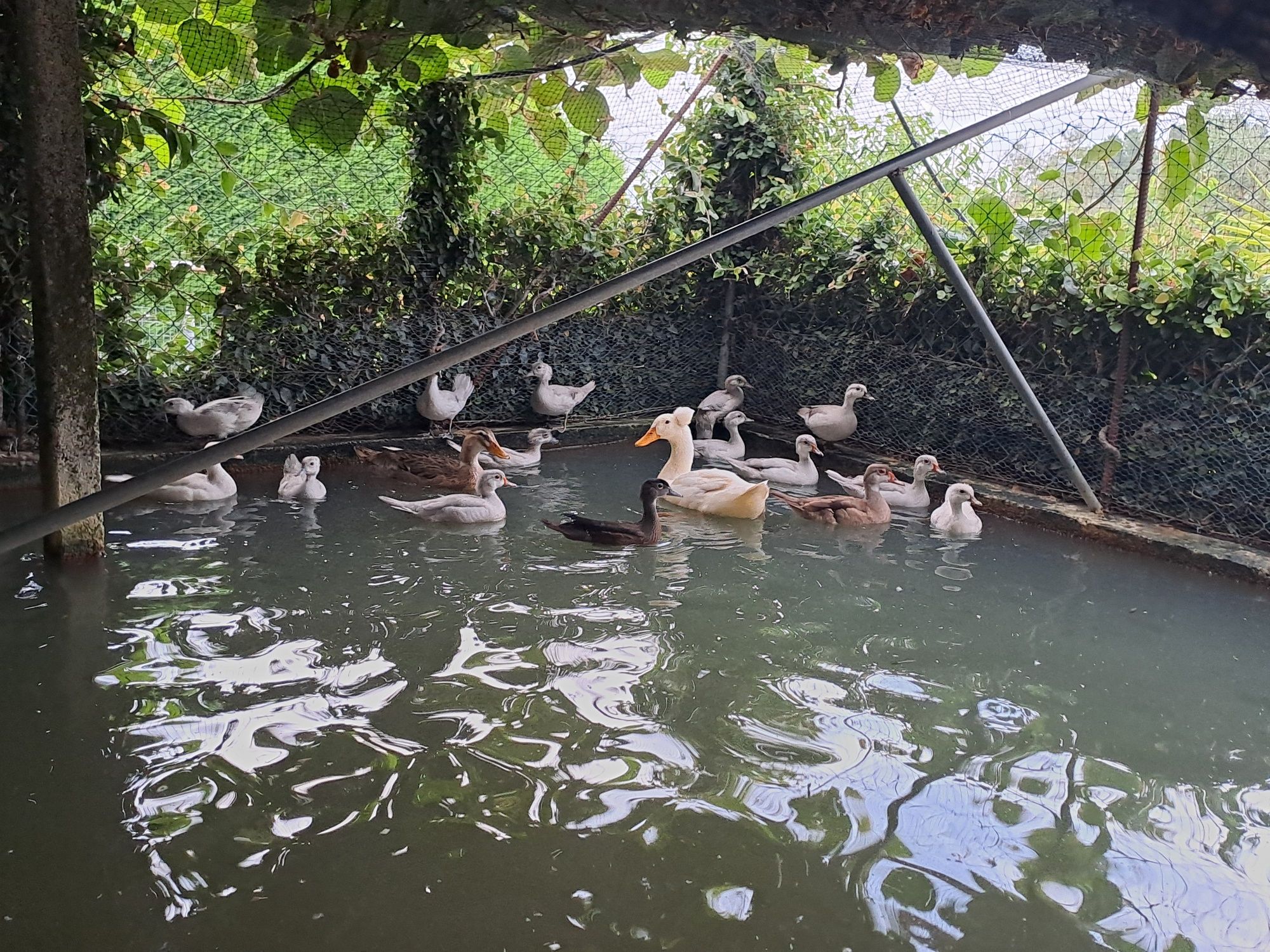 Patos pompom e carolinos