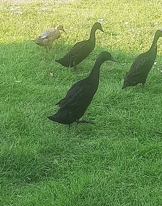 Sprzedam kaczki i kaczory biegusów indyjskich