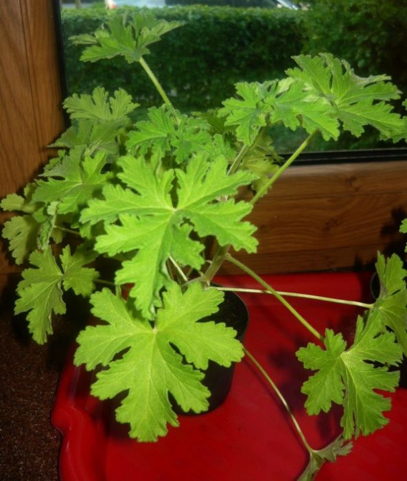 Geranium, pelargonia pachnąca, anginka