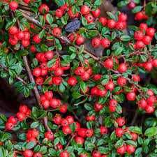 Саджанці декоративних рослин.  Сакура,  декоративний квітучий мигдаль