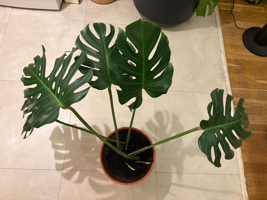 Monstera Big Form XXL