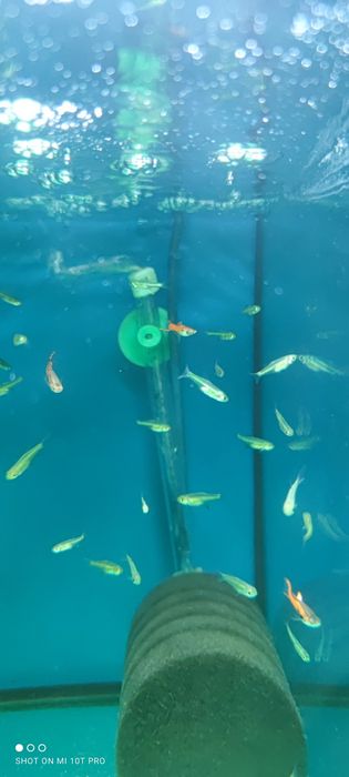 Microdevario  kubotai Aquafizz Creative