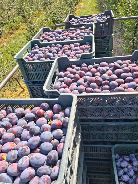 Śliwka Amers  (Mieszaniec) Węgier zwykła
