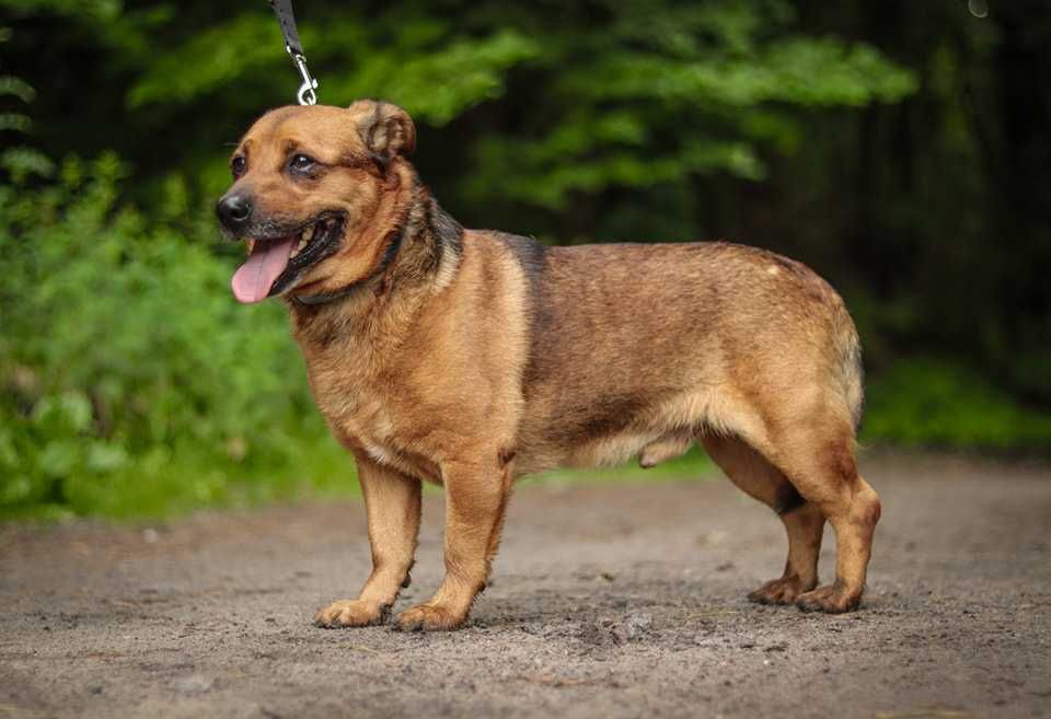 Do adopcji  GITEZ -  Uwielbia zabawy ! ur.ok 2019 roku