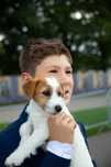 Jack Russell Terrier