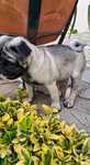 Pug carlim excelente.
