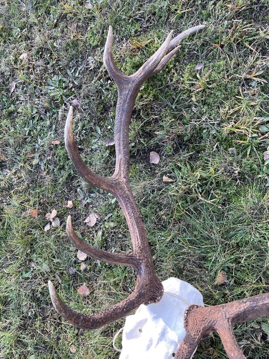 Trofeum wieniec jelenia 14-stak nieregularny poroże jeleń rogi nr 47