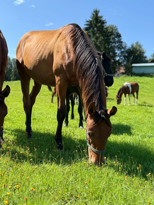 Mlody walach rasy małopolskiej