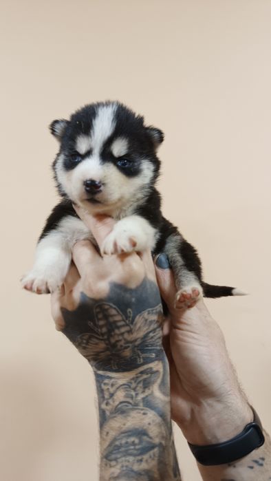 Цуценята... Продам