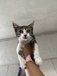 Gatinho 2 meses para adoção