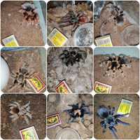 Продам Пауков птицеедов распродажа коллекции тарантулов