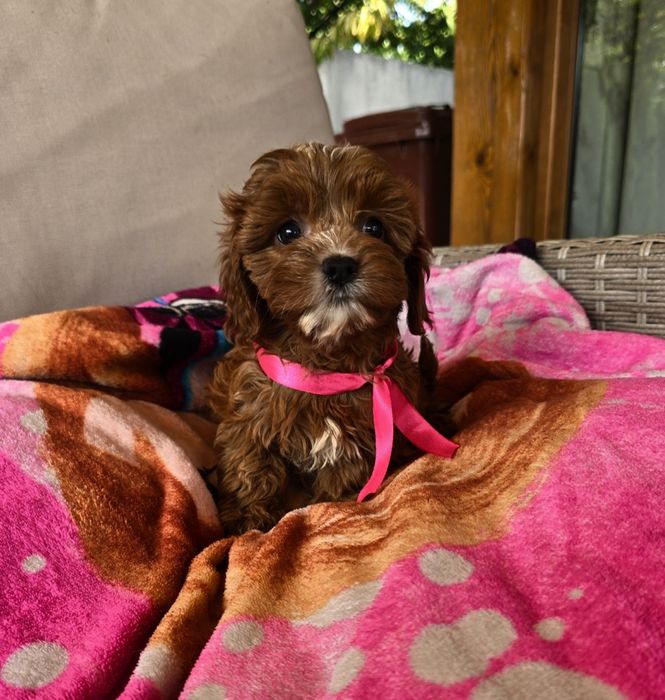 Cavapoo cudowna suczka ciemna