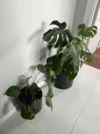 Monstera deliciosa