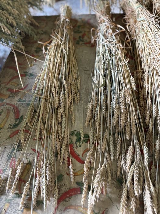 Пшениця, сноп пшениці,