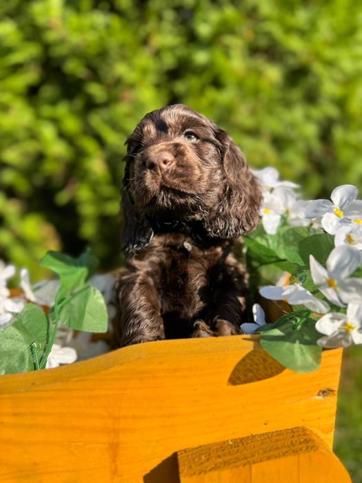 Cudowny Piesek Cocker Spaniel Angielski z Rodowodem