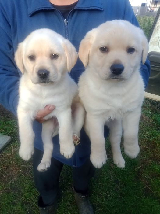 Продам лабрадорів