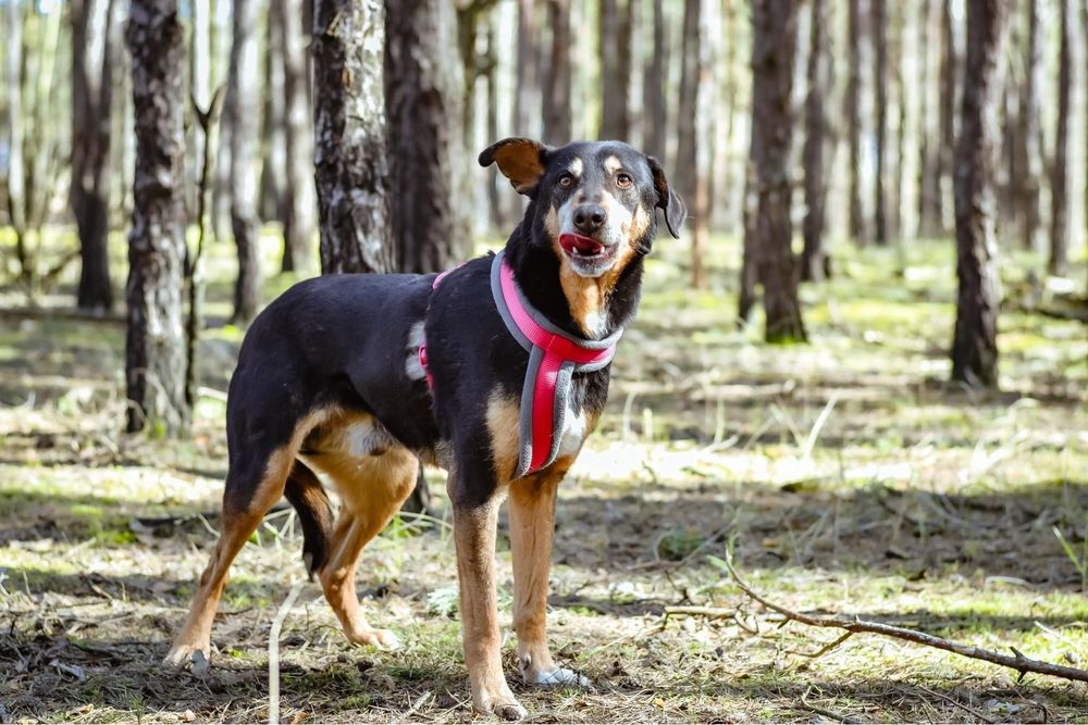 Afgan- średniej wielkości pies do odpowiedzialnej adopcji