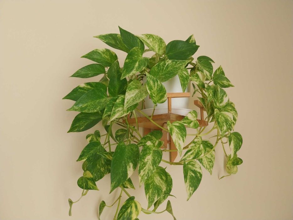 wielki, piekny wiszacy kwiat  na sprzedaz