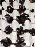 200 sztuk dubi 2-3 cm oraz 20 sztuk Madagaskar 4-5 cm