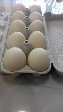 Продам качині яйця в інкубатор