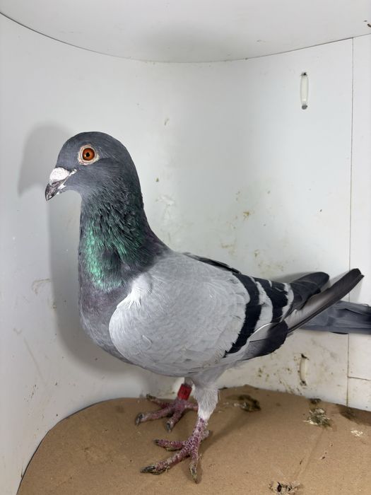 Gołębie pocztowe Kittel Bulck Armando Porsche 911