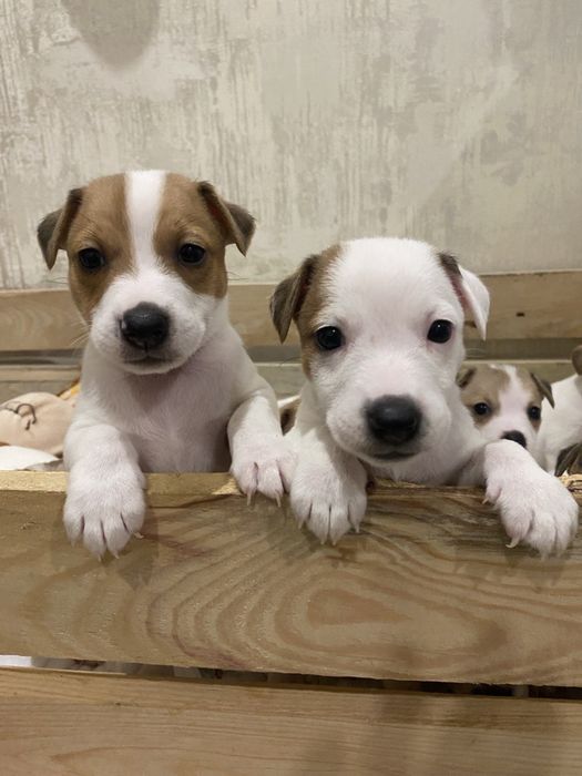 Цуценята Джек рассел терʼєр.