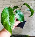 Epipremnum pinnatum variegata