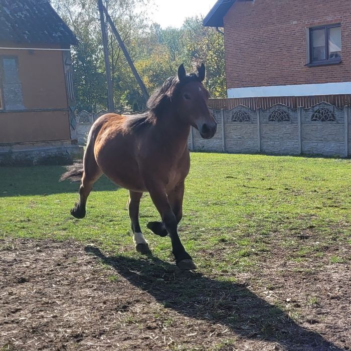 Źrebica zimnokrwista 13 mc.