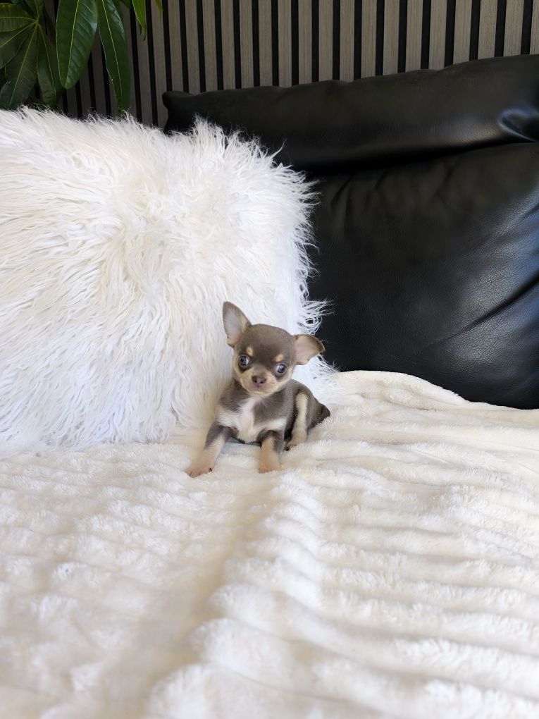 Chihuahua mini. Menina Lilac Tan.Cabeça de maçã. Perfeita!