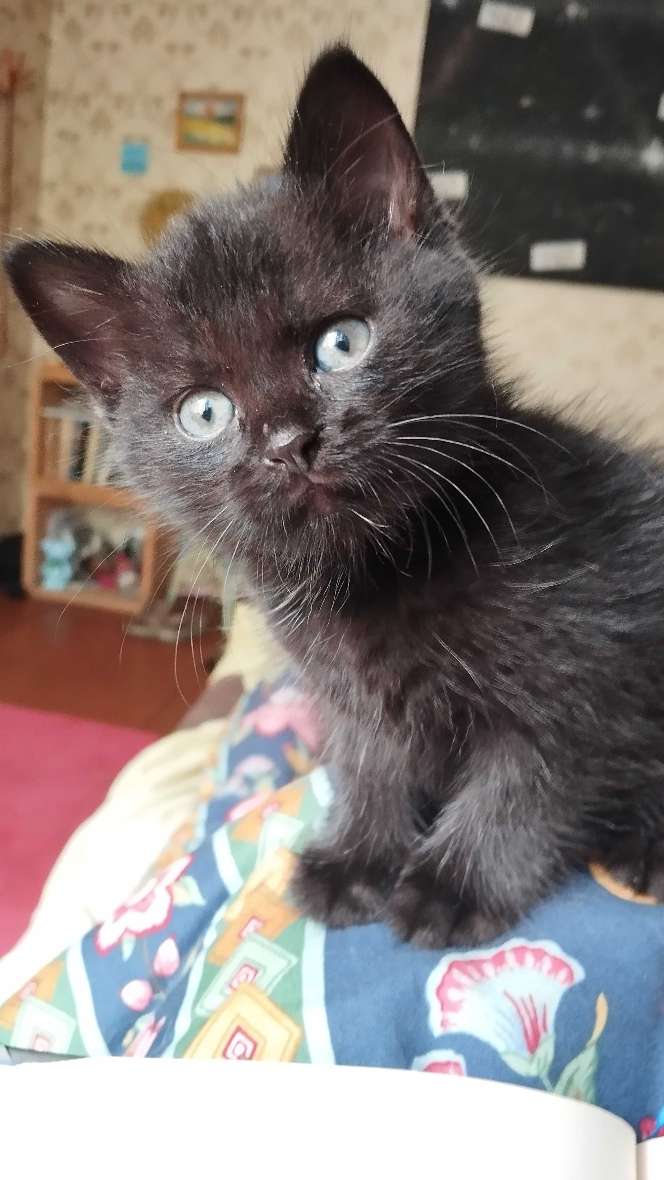 Кошеня хлопчик чорний