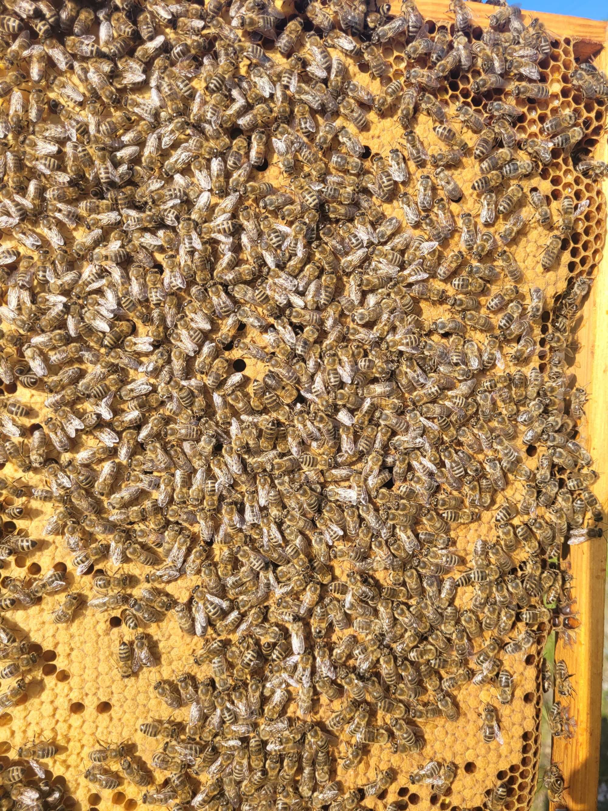 PSZCZOŁY - rodziny pszczele na ramce wielkopolskiej