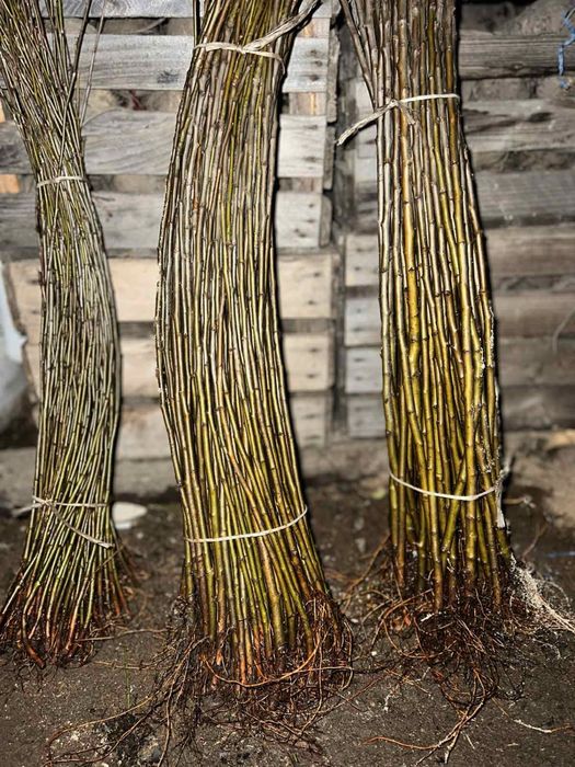 Підщепа М9 для яблунь