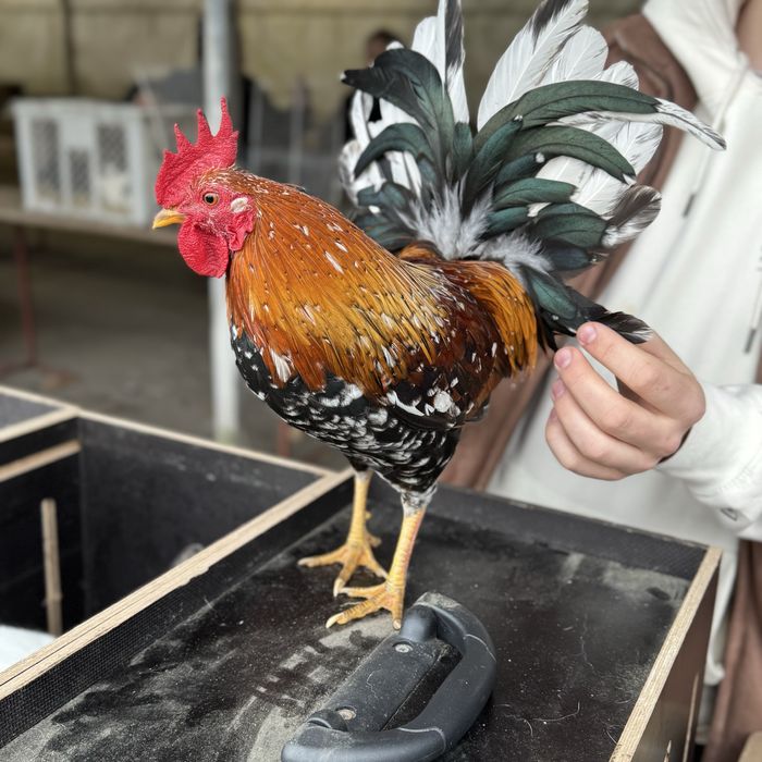 Koguty , kogut , karzełek polski