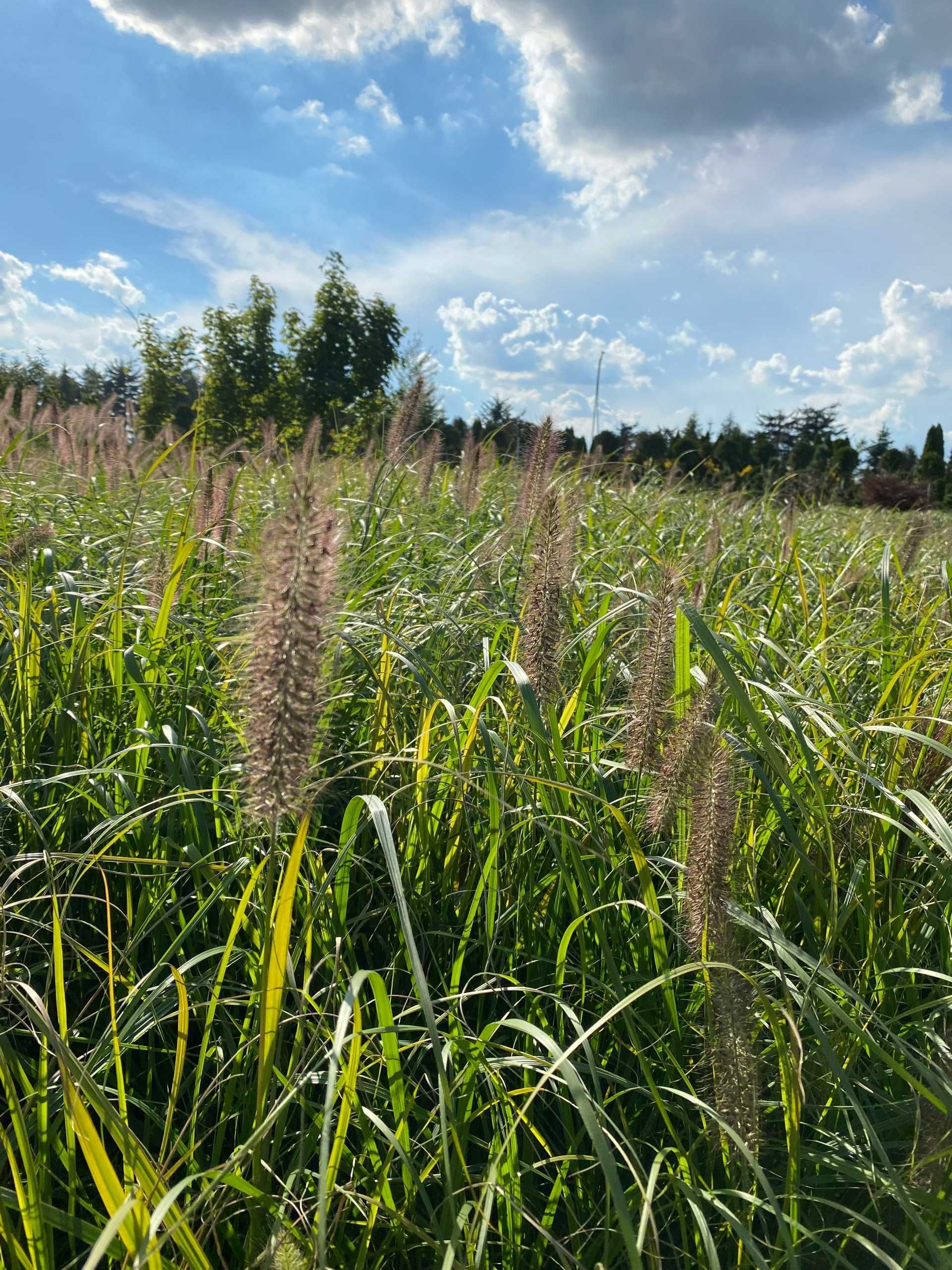 Rozplenica japońska RED HEAD duża sadzonka 3L