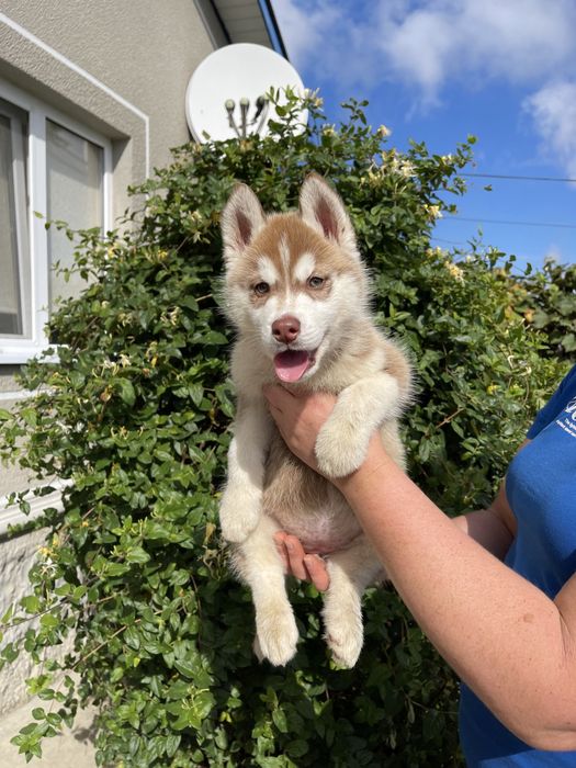 Сибірські хаски