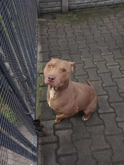 Suczka do adopcji za darmo