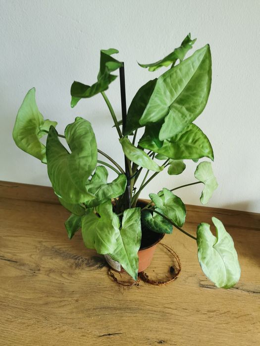 Syngonium white butterfly