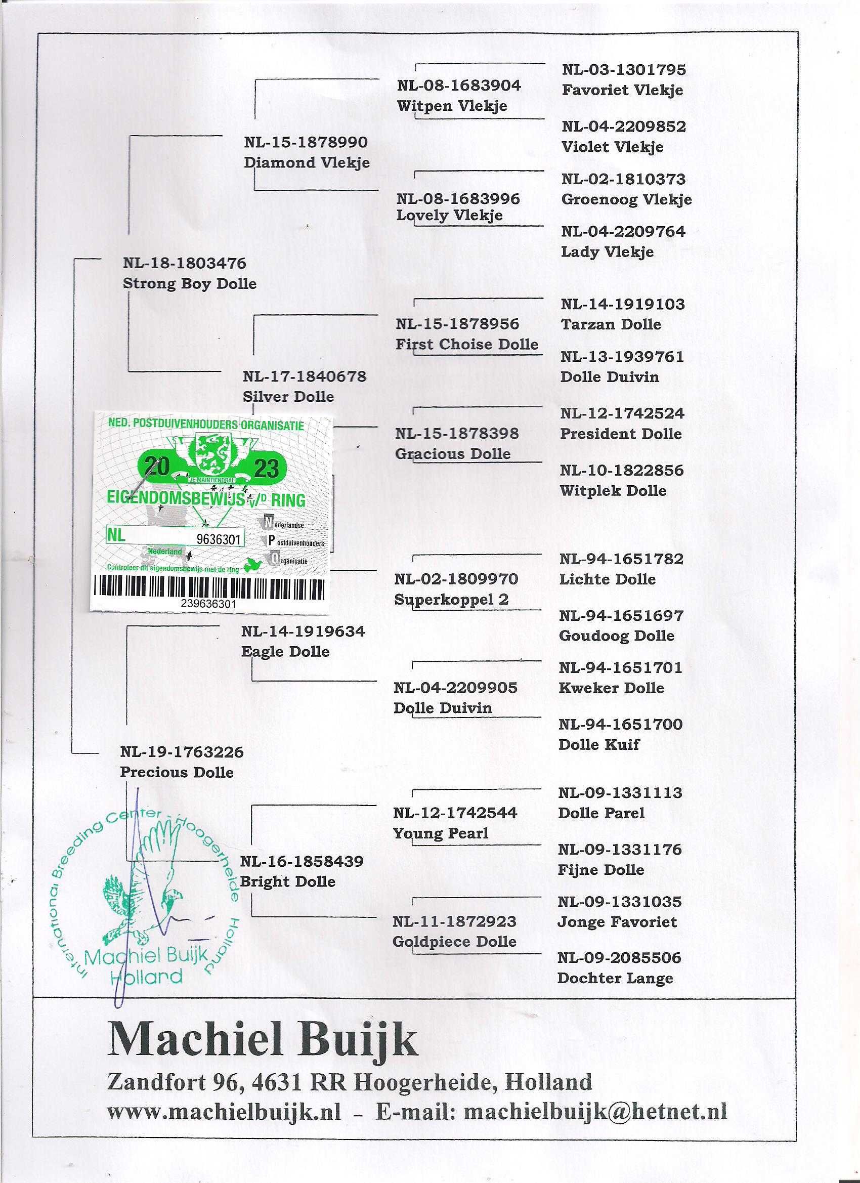 Młode Ardeny Org M. Buijk Para 133 gołębie pocztowe gołąb daleki dysta