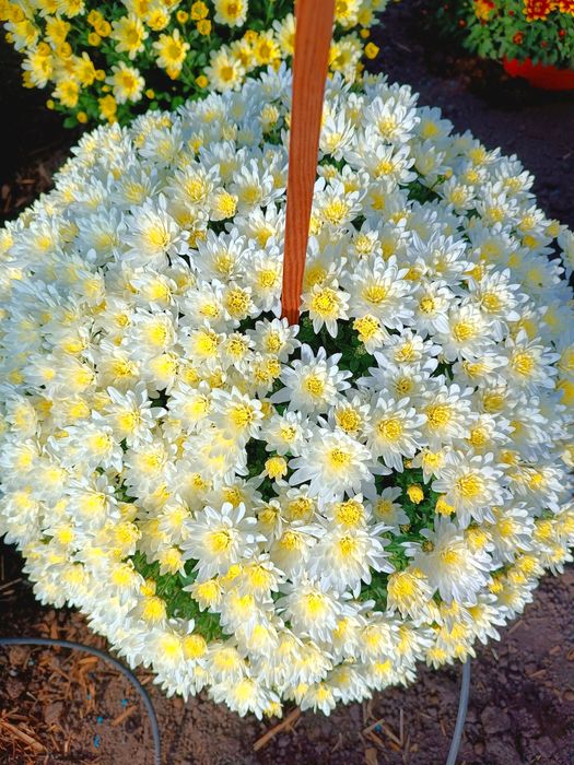 Chryzantemy drobno kwiatowe