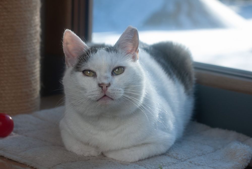 Branco - miziasty kotek szuka domu