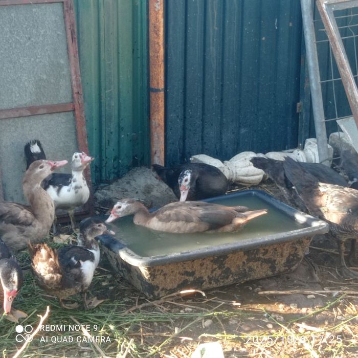 Patos mudos para venda