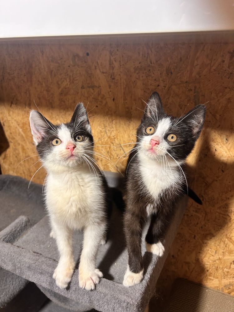 Kocie piękności do adopcji